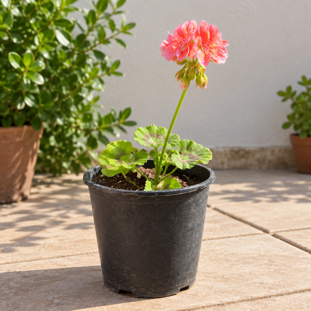 AI-generated patio illustration of pink geranium in a similar black nursery pot