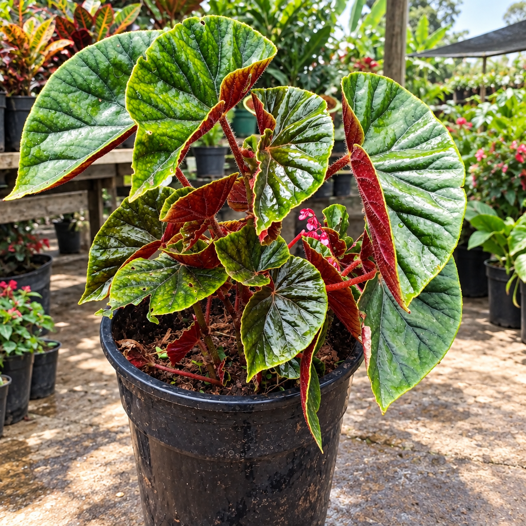 Illustrative: Thurston's Begonia on nursery patio