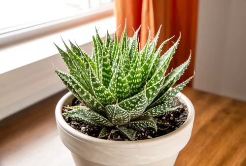Aloe Aristata lace aloe succulent close-up