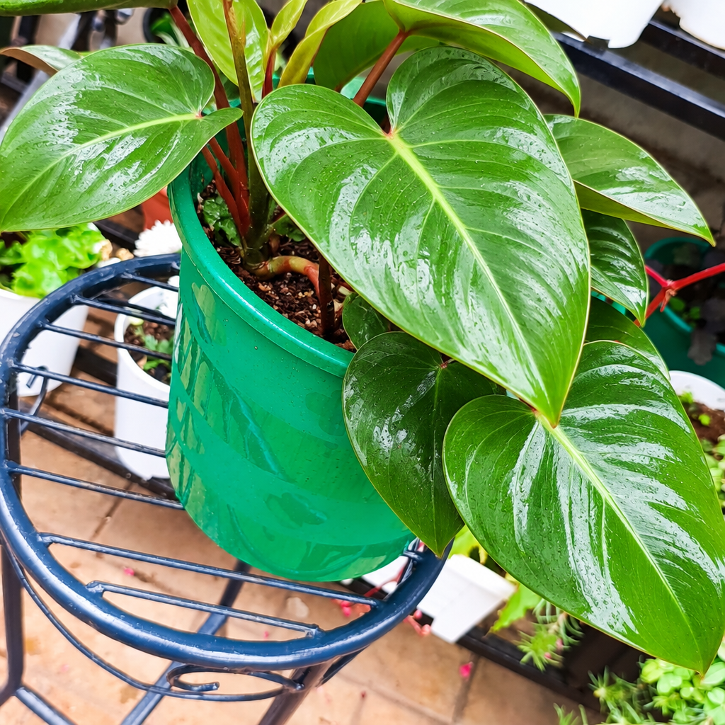 Illustrative: healthy Philodendron on stand