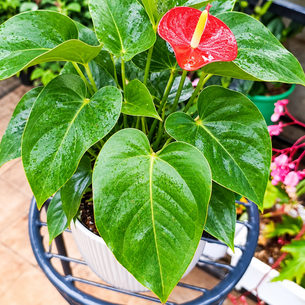 Illustrative: fuller Flamingo Flower