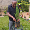Italian Cypress seedling in planting bag on metal stand – AI generated