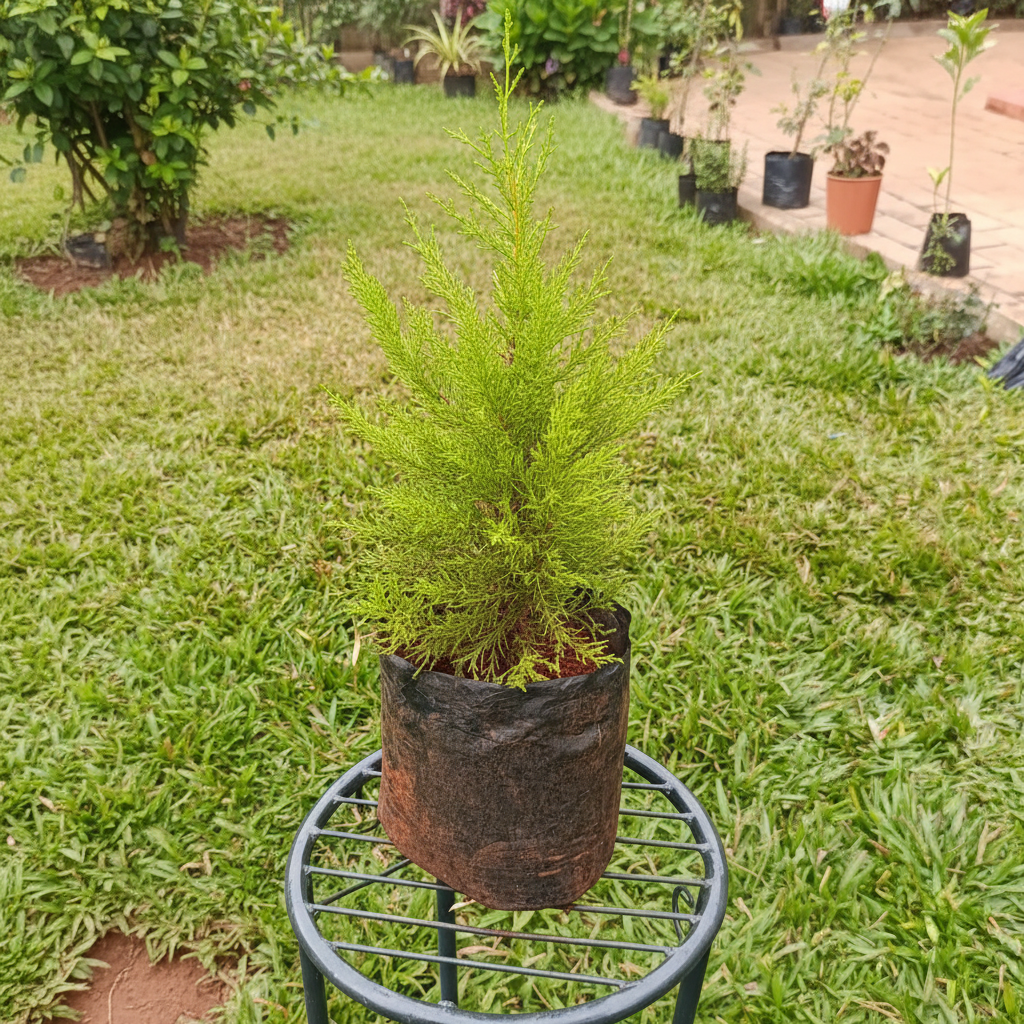 Lemon Cypress in planting bag on metal stand – AI generated
