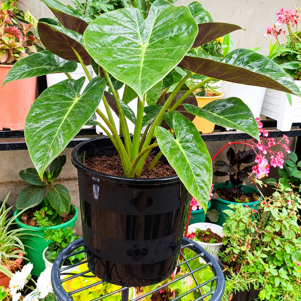 Illustrative: healthy Alocasia in black pot