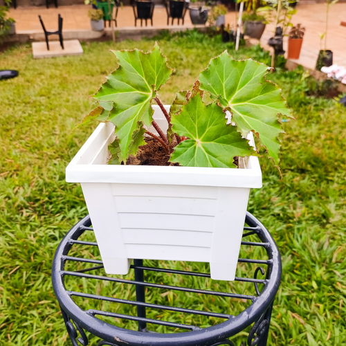 Begonia ricinifolia in white planter on stand – AI generated
