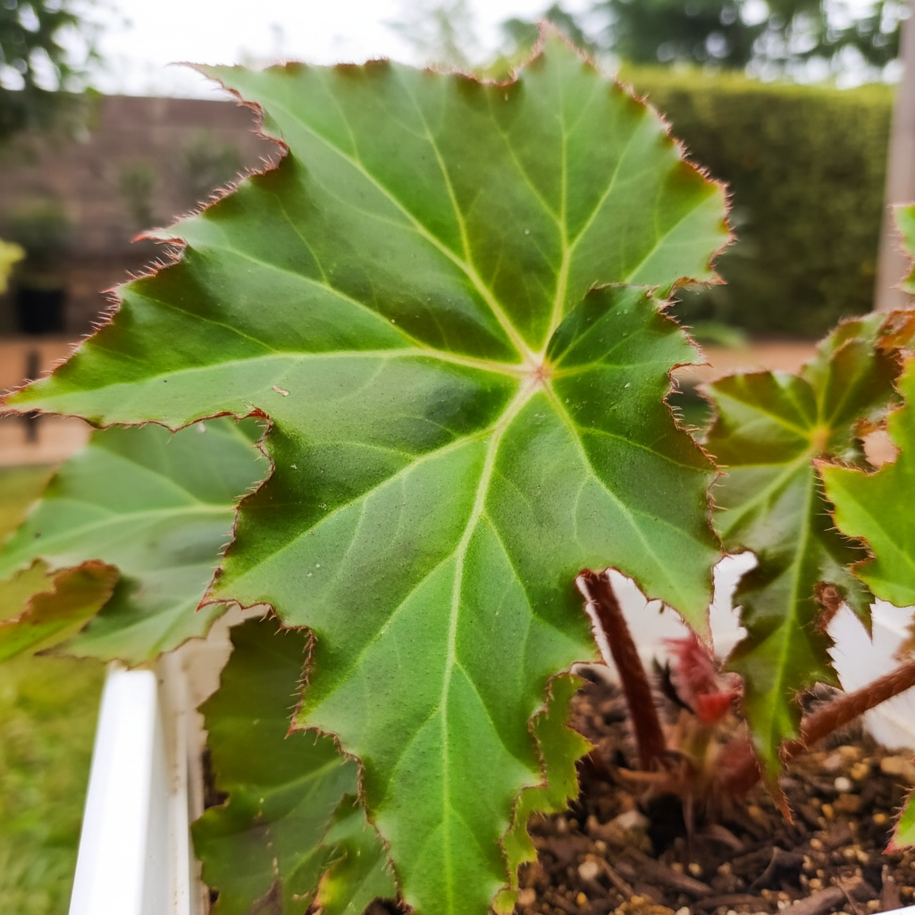 Close-up Begonia ricinifolia leaf detail – AI generated
