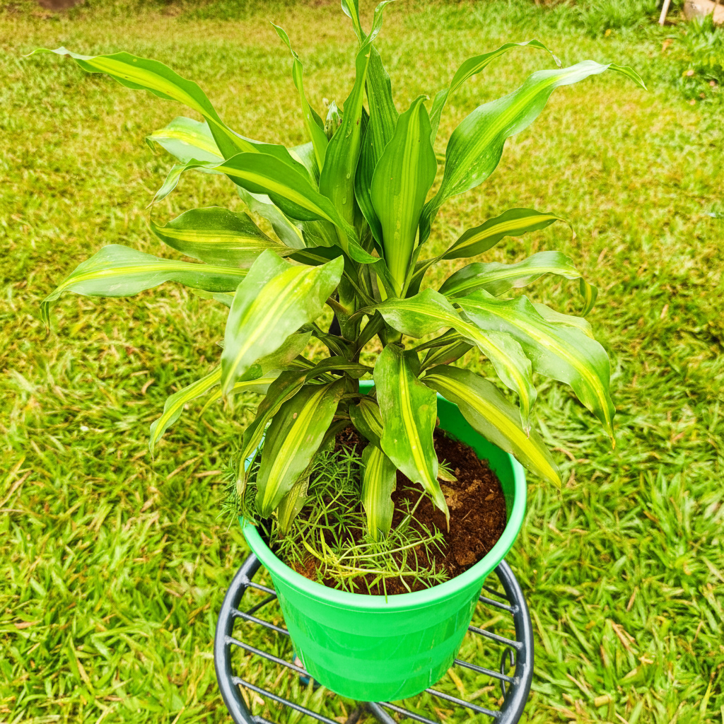 Dracaena Massangeana in green pot on stand – AI generated