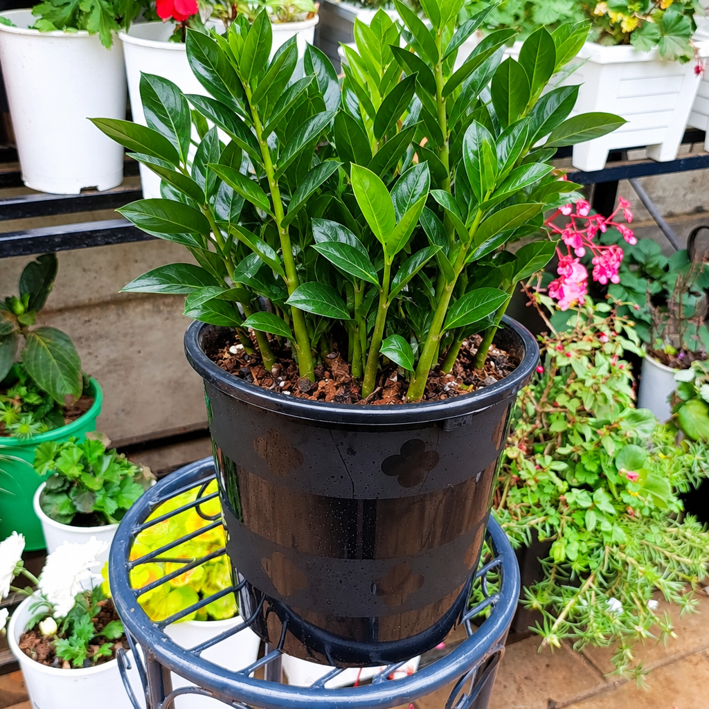 Illustrative: lush ZZ plants on a stand