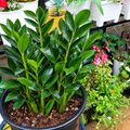 Illustrative: full pot of ZZ plants