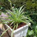 Spider Plant in white square planter No. 4, side view