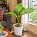 Illustrative: Dieffenbachia by a window
