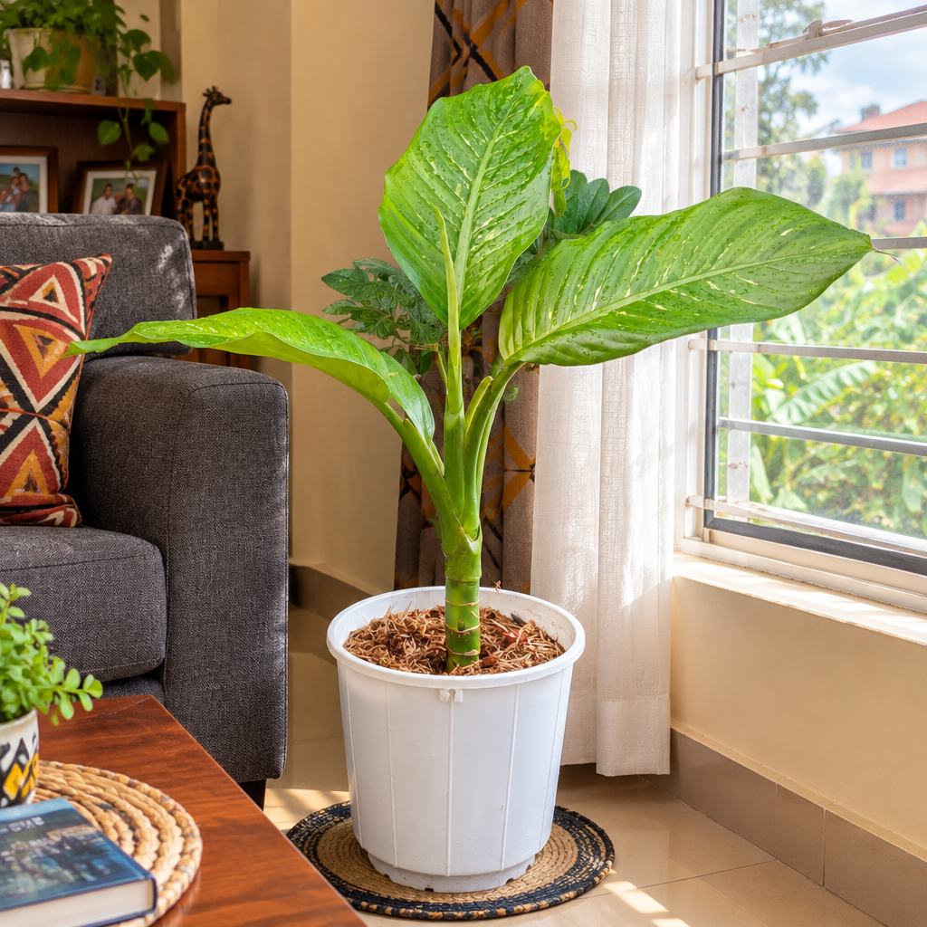 Illustrative: Dieffenbachia by a window