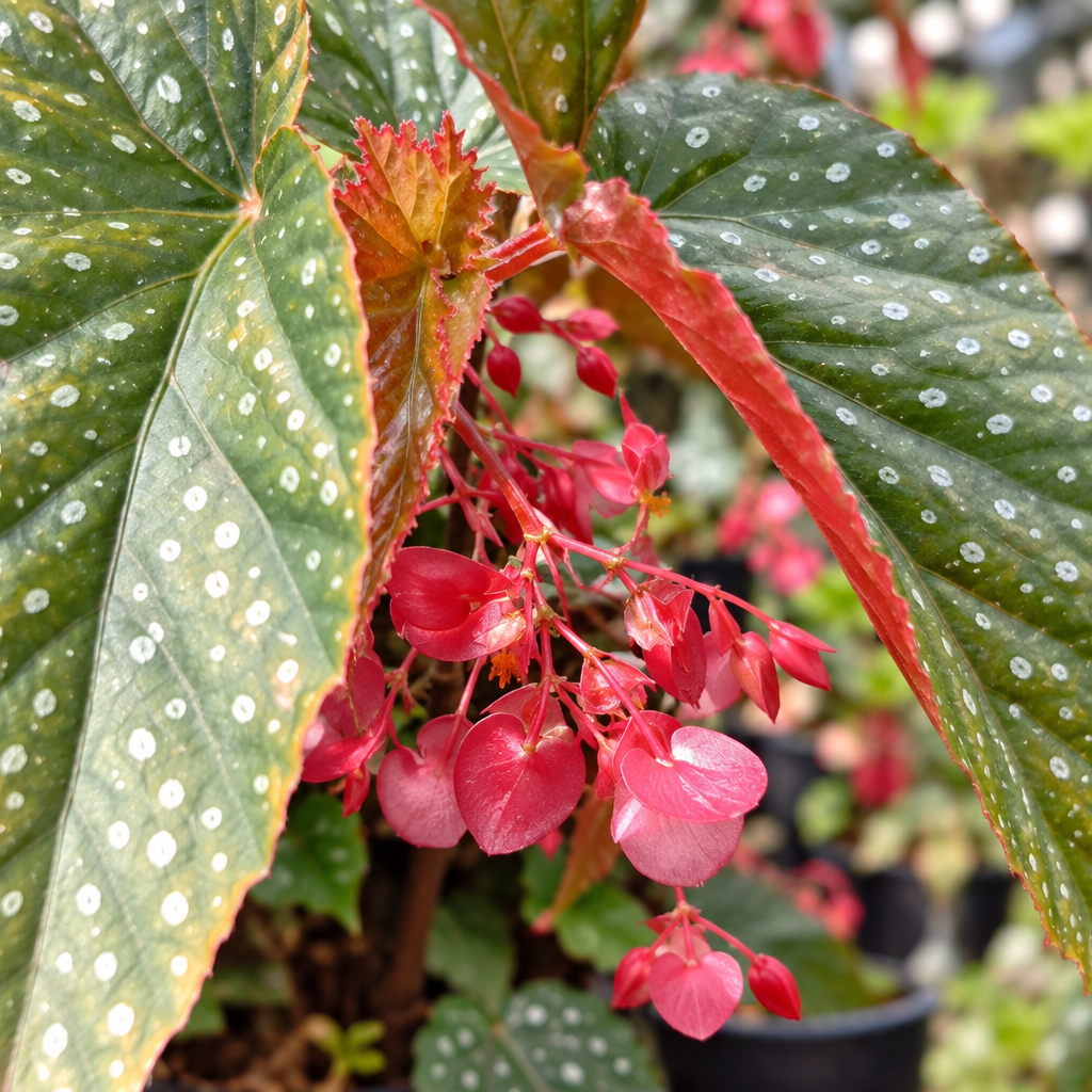Illustrative: spotted begonia leaves and flowers