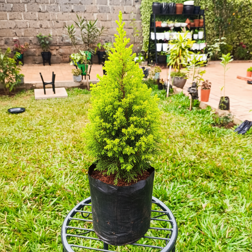Lemon Cypress in planting bag on patio – stone wall background – AI generated