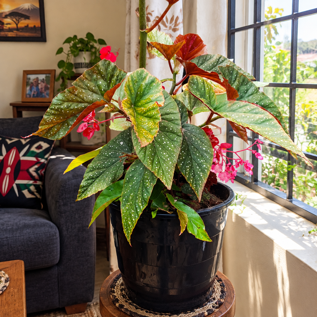 Illustrative: Angel Wing Begonia by a window