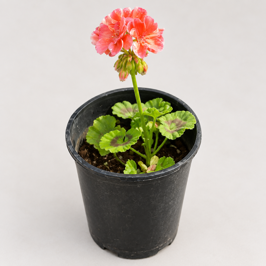 AI-generated angled view of pink geranium in a similar black nursery pot