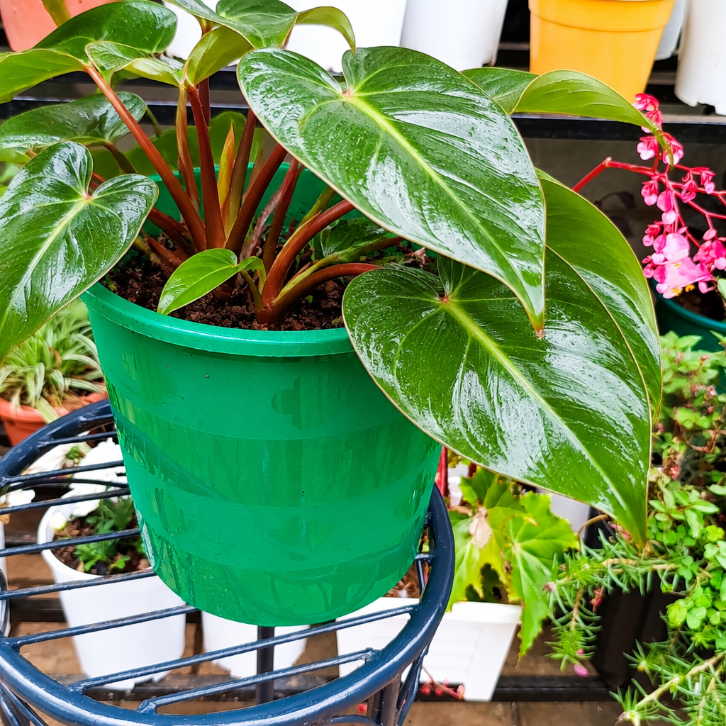 Illustrative: vigorous Philodendron in green pot