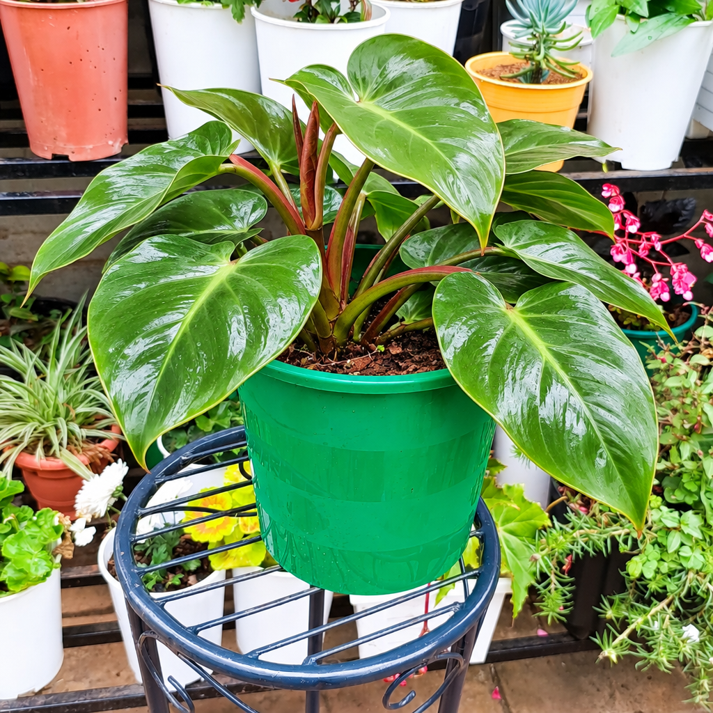 Illustrative: fuller Philodendron in green pot
