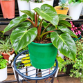 Illustrative: fuller Philodendron in green pot