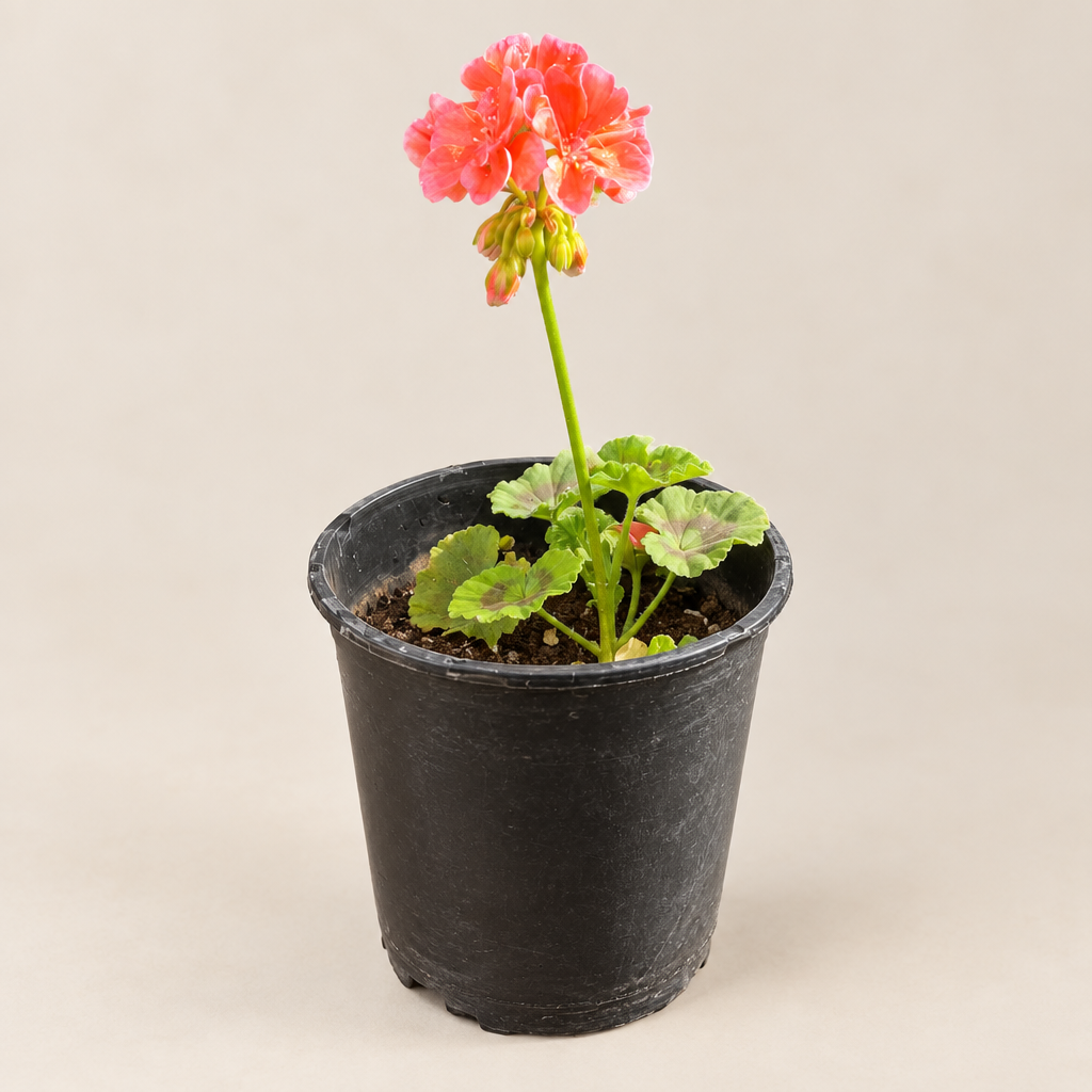 AI-generated illustration of pink geranium in a similar black nursery pot on neutral background