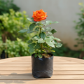 Orange rose in planting bag – garden table