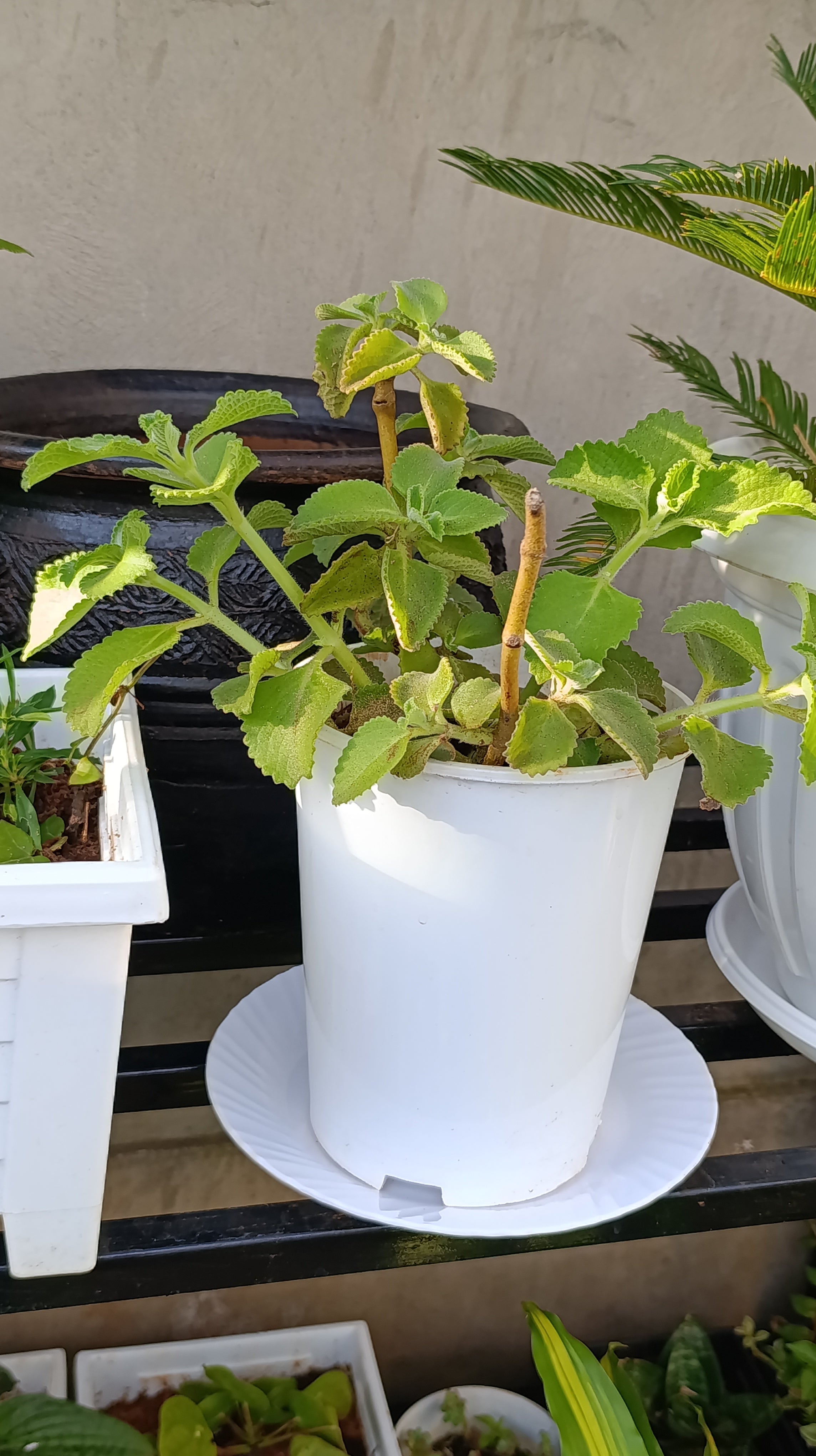 Cuban Oregano (Mexican Mint) – Aromatic Culinary Herb with Powerful Benefits
