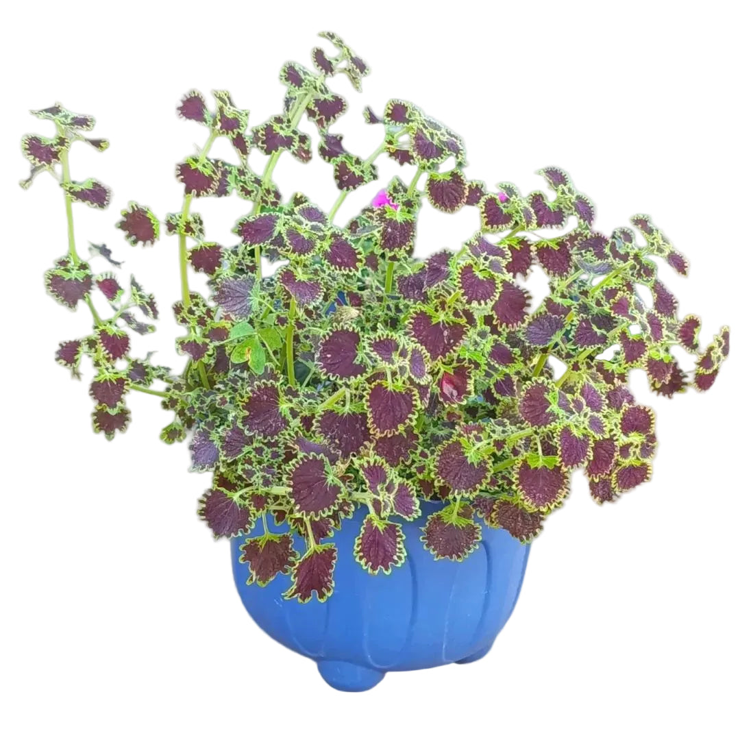 Coleus 'Black Dragon' - Stunning Purple & Green Foliage Plant
