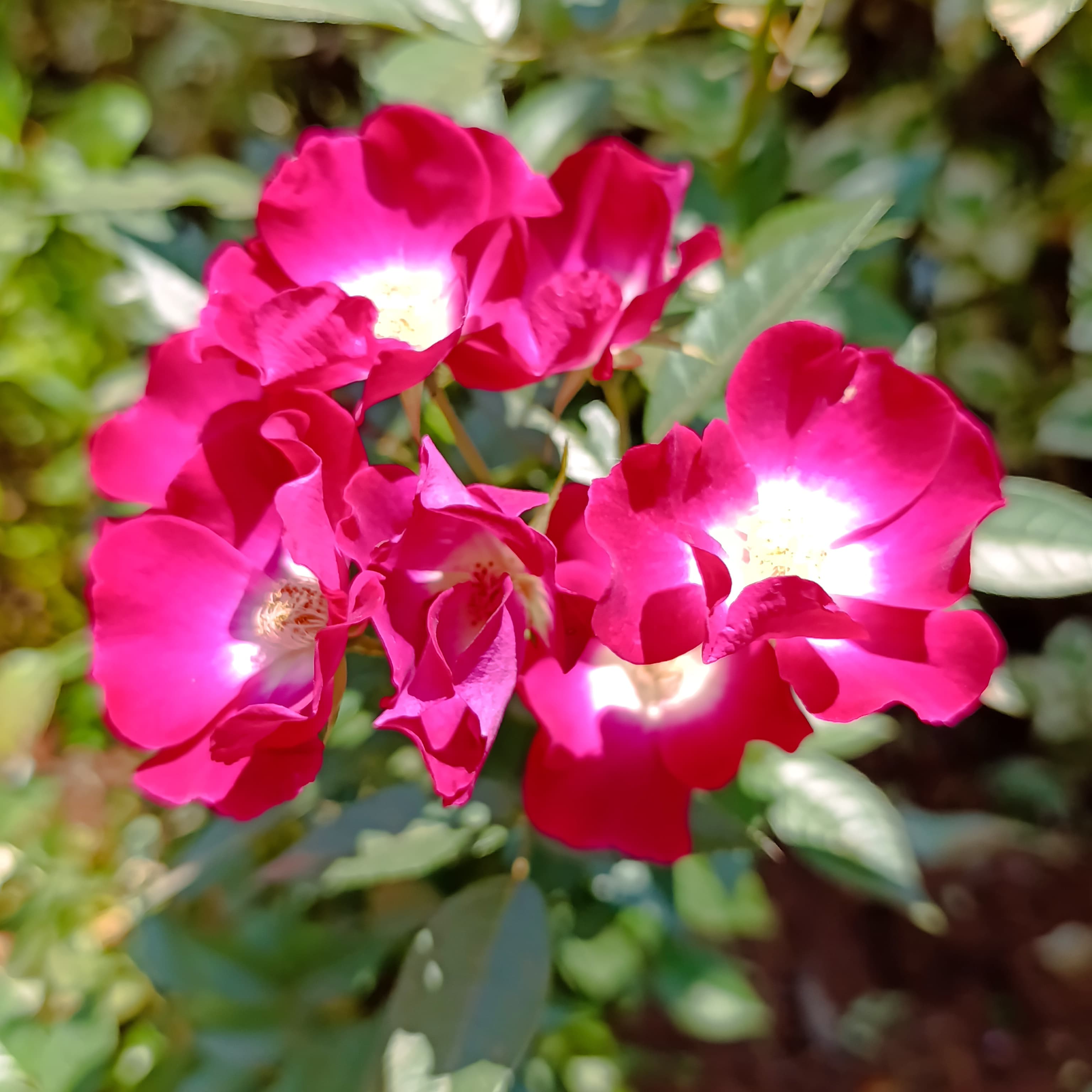 Marjorie Fair Rose – Stunning Magenta Blooms with Enchanting Fragrance