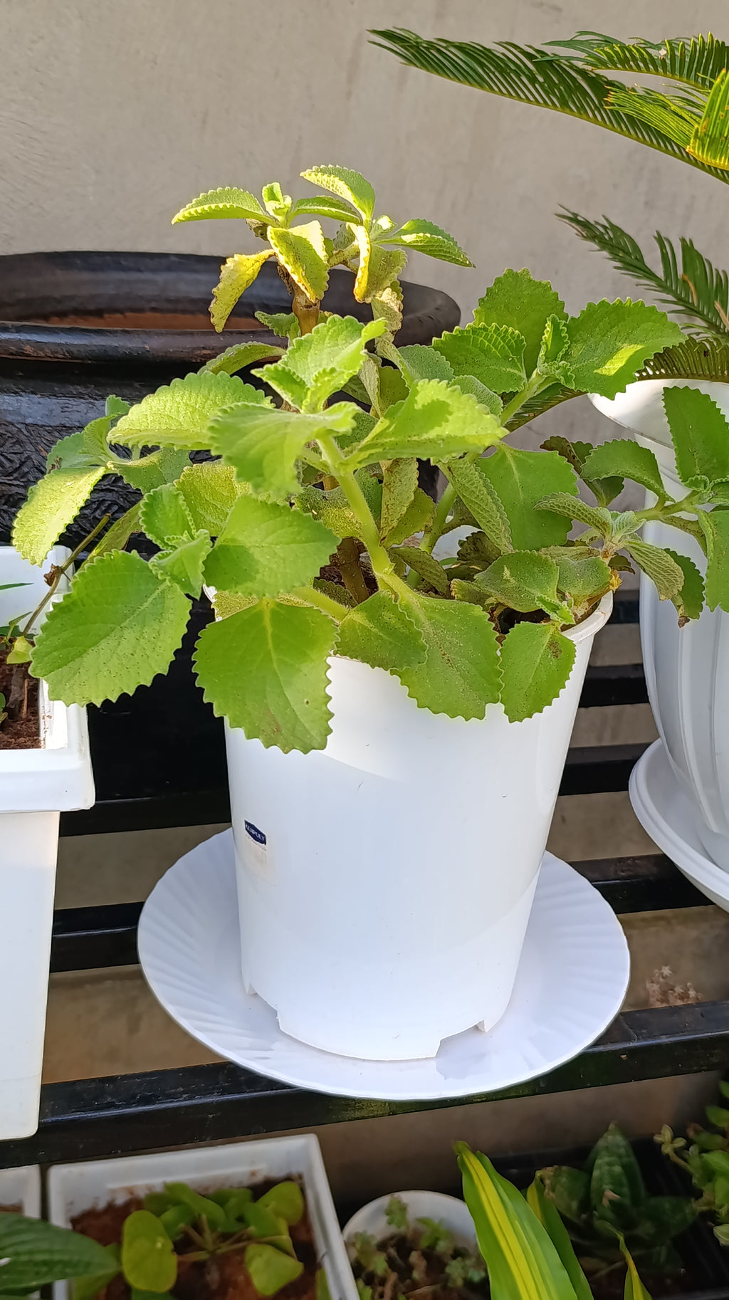 Cuban Oregano (Mexican Mint) – Aromatic Culinary Herb with Powerful Benefits