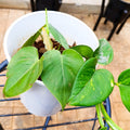 Potted Golden Pothos – Easy Care Trailing Houseplant