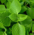 Cuban Oregano (Mexican Mint) – Aromatic Culinary Herb with Powerful Benefits