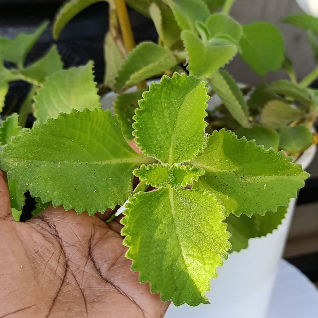 Cuban Oregano (Mexican Mint) – Aromatic Culinary Herb with Powerful Benefits
