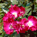 Marjorie Fair Rose – Stunning Magenta Blooms with Enchanting Fragrance