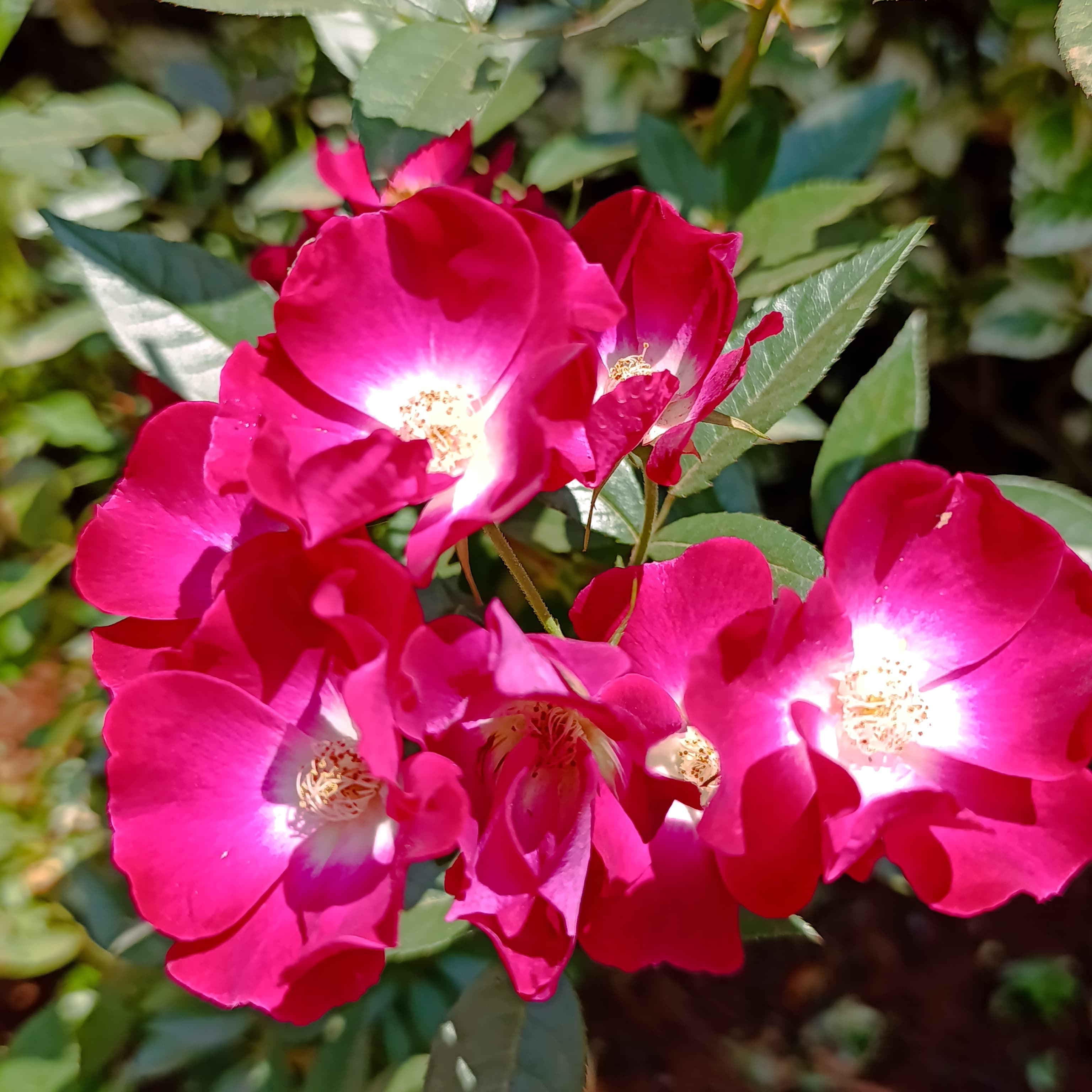Marjorie Fair Rose – Stunning Magenta Blooms with Enchanting Fragrance