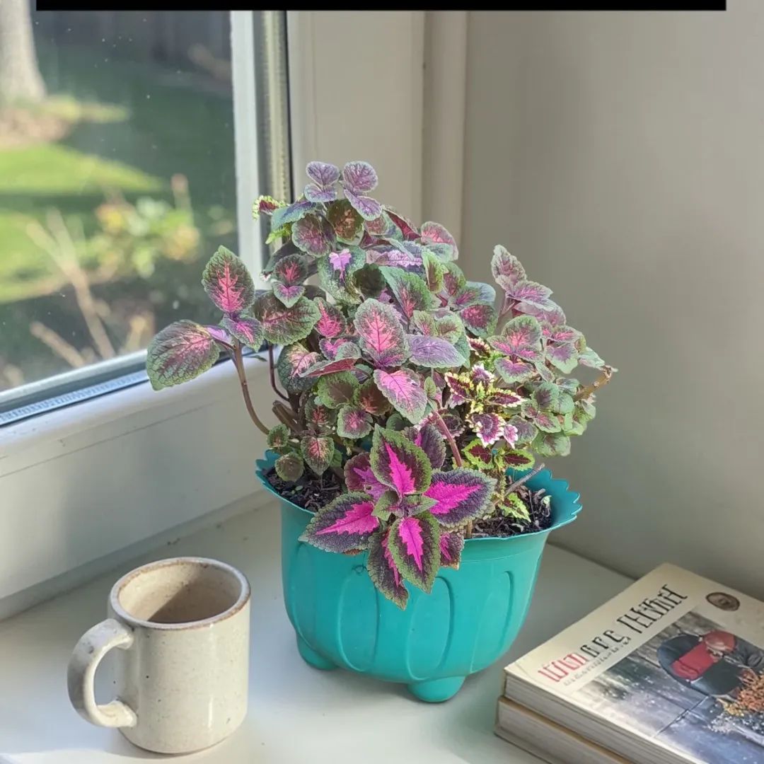 Coleus Flower