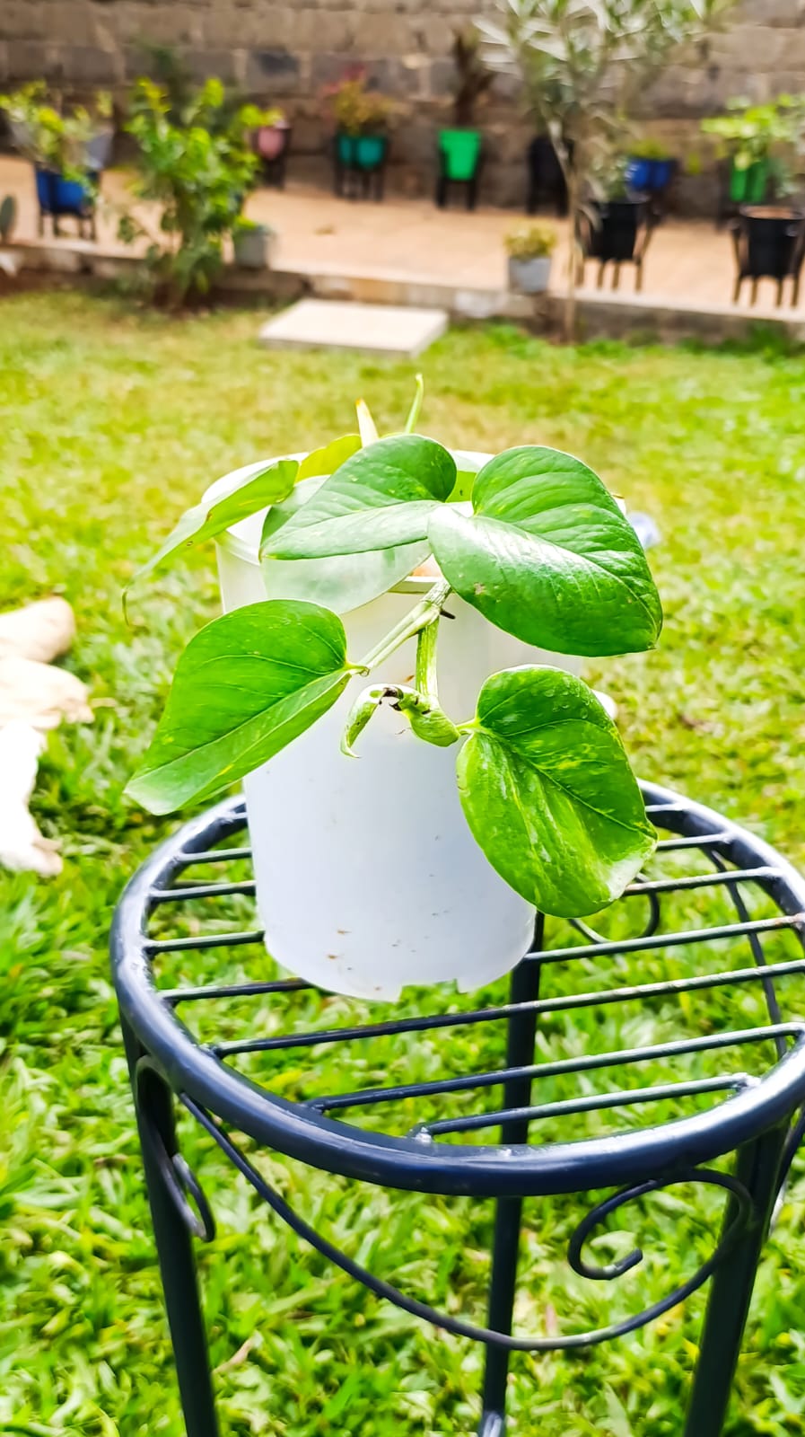 Potted Golden Pothos – Easy Care Trailing Houseplant