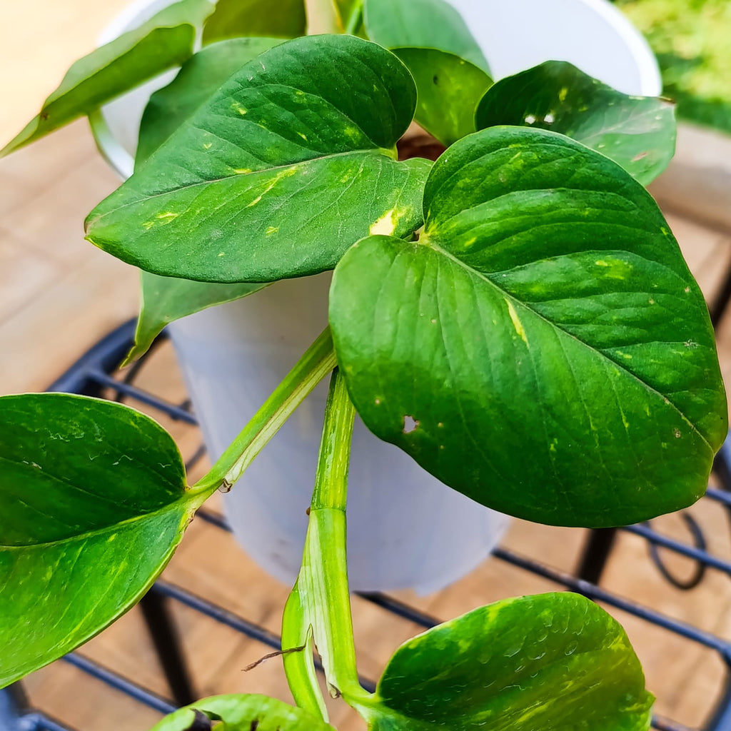 Potted Golden Pothos – Easy Care Trailing Houseplant