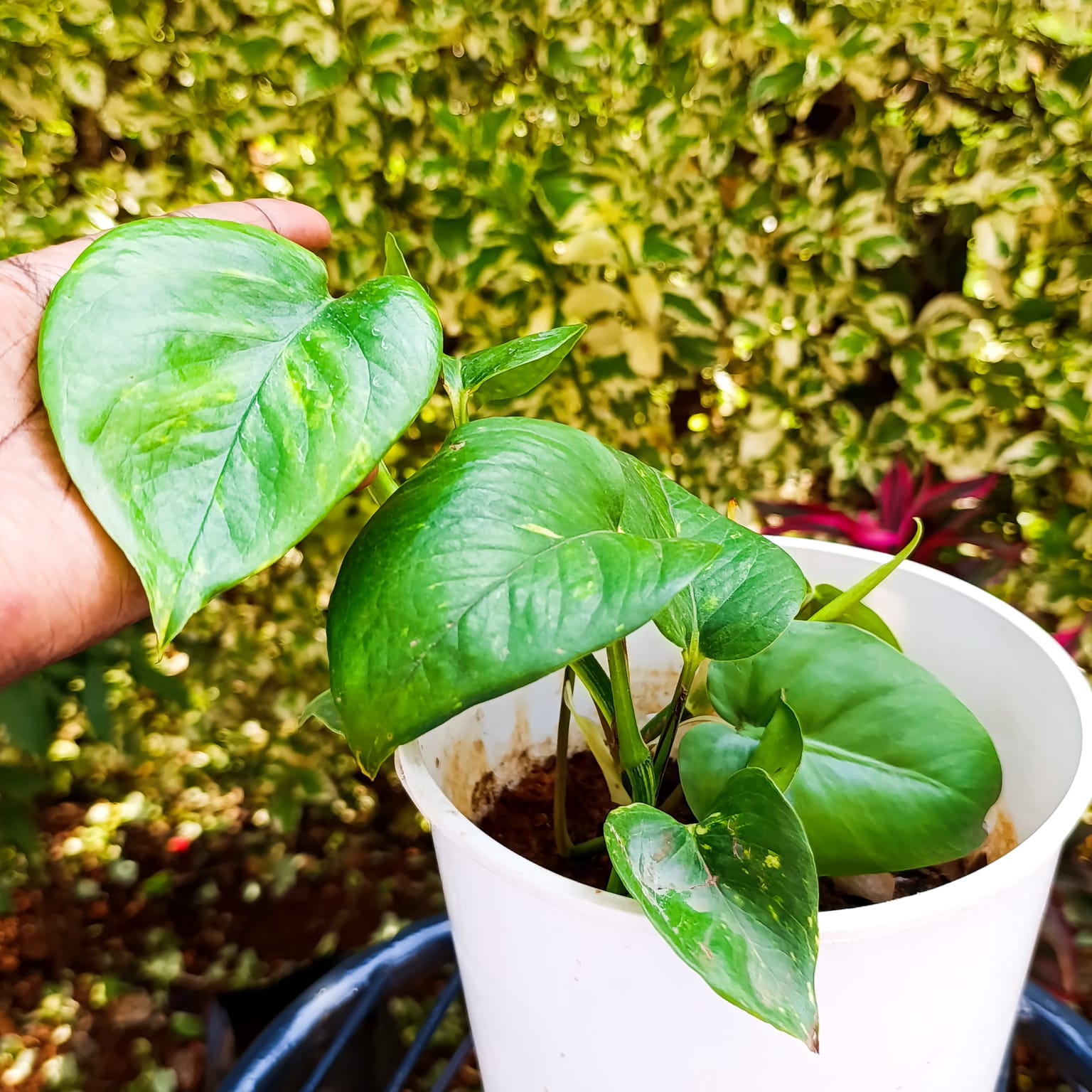 Potted Golden Pothos – Easy Care Trailing Houseplant