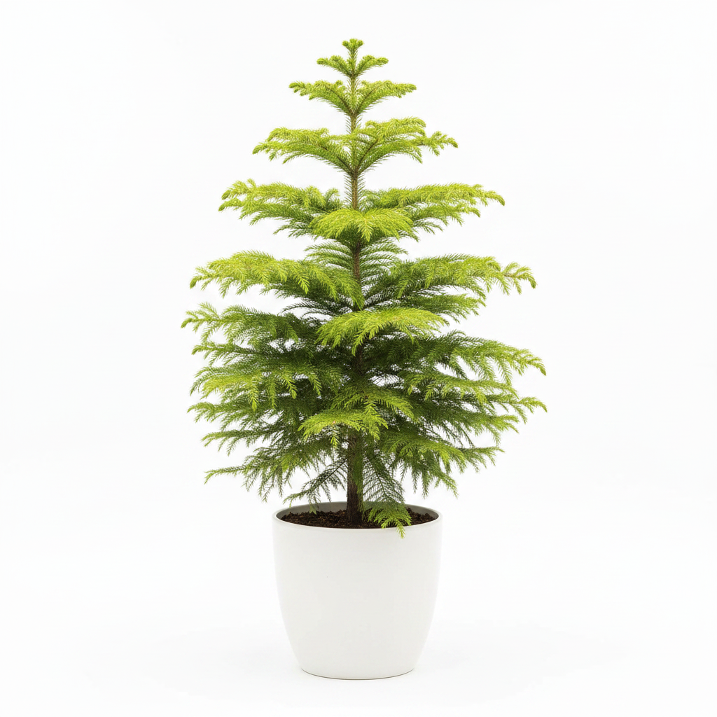 White background product shot